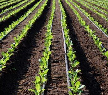 Irrigation_pages_Drip_Irrigation_Hero